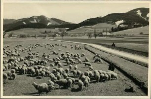 Schafherde im Dreisamtal