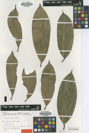 Garcinia tenuipes Engl. [Isosyntype]