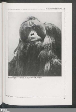 Vollerwachsener Backenwulst-Orang-Utan-Mann "Sarpan"