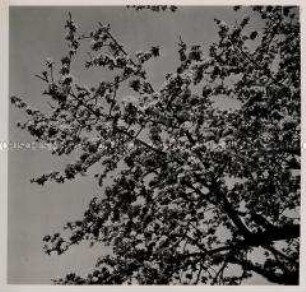 Schafhof, Obstbau, Apfelblüte