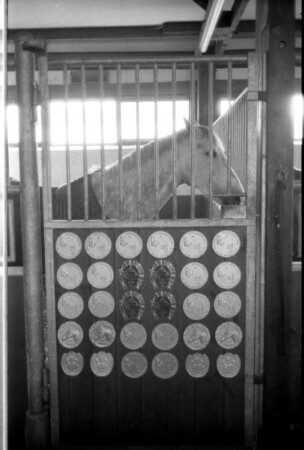 Warendorf, Freiherr-von-Langen-Straße 13. Reitsportanlage des Deutschen Olympia-Komitees für Reiterei. Pferd in einer Pferdebox