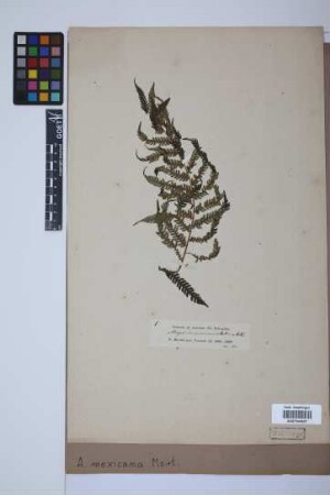 Alsophila mexicana Mart.