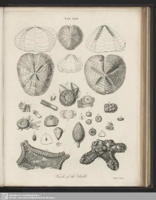 Tab. XXIV. Fossils of the Chalk