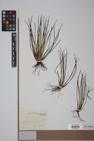 Isoetes lacustris L.