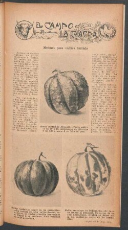 Melones para cultivo forzado : El campo y la chacra
