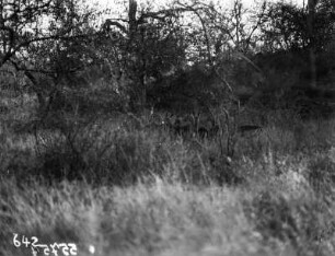 Impala : Eine Herde Schwarzfersenantilopen im Dickicht des Krüger-Nationalparkes