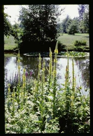Tiergarten 18.7.64.