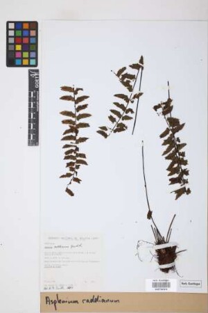 Asplenium raddianum Gaudich.