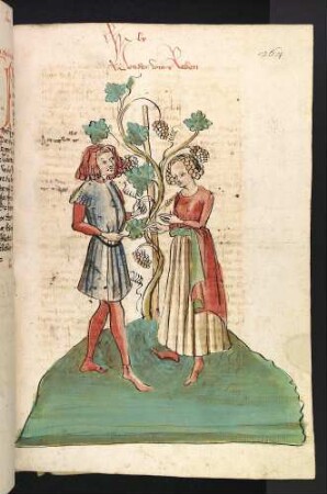 Die Weinrebe