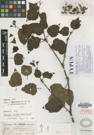 Jatropha ribifolia (Pohl) Baill.
