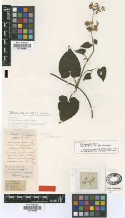 Mikania micrantha H.B.K.