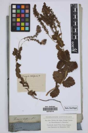 Veronica latifolia Ait.