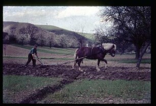 Pflügender Bauer mit Pferd am Kaiserstuhl