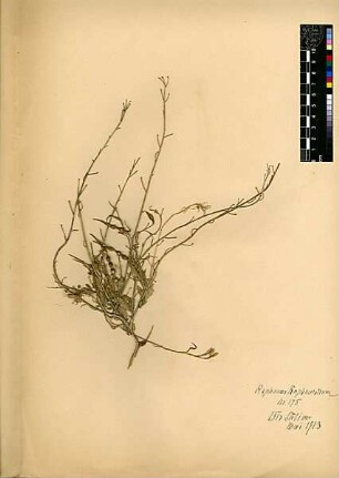 Cruciferae Raphanus Raphanistrum Linné, Carl von (1707 - 1778) [Netzer Sereni, Bir Salem, Bir Salam]