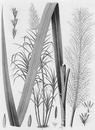 Zuckerrohr (Saccharum officinarum) : Zucker, seine Gewinnung und Verarbeitung. Zuckerrohr