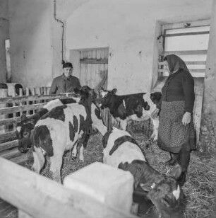 Muka - Großhänchen : Großhänchen. Blick in einen Stall