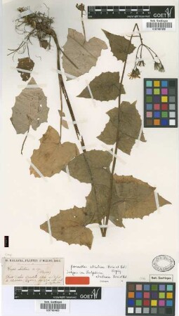 Crepis abietina Boiss. & Balansa ex Boiss. [type]