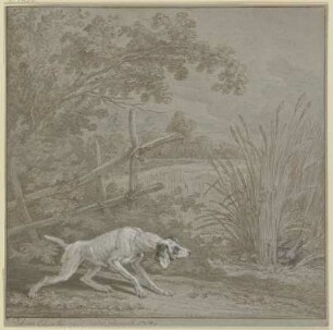 Vorsteherhund auf Rebhühner
