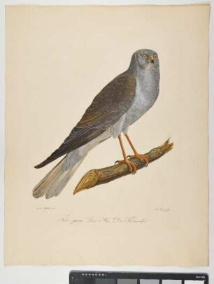 Falco cyaneus. Linn: Mas. Die Kornweihe. - Kornweihe. Circus cyaneus; mas. - Zeichner: Ambrosius Gabler; Stecher: Johann Carl Bock