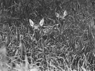 Rehe. Kitze auf einer Wiese