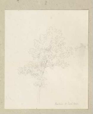 Junger Baum