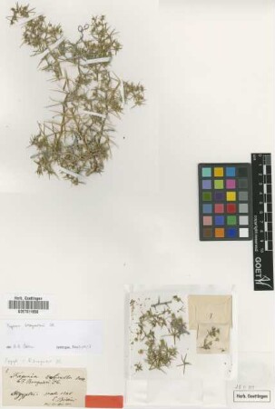 Fagonia echinella Boiss. [syntype]