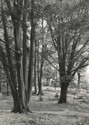 Reichstädt. Schlosspark. Ansicht einer Partie im Park mit zwei Hainbuchen