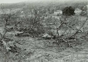 Dresden-Hosterwitz, Obstplantage
