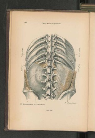 Fig. 226. Untere, hintere Pleuragrenze.