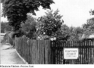 Dresden-Johannstadt. Kleingartensparte "Elbfrieden II". Blick über den Gartenzaun auf eine Rose