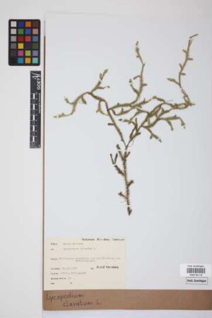 Lycopodium clavatum clavatum L.
