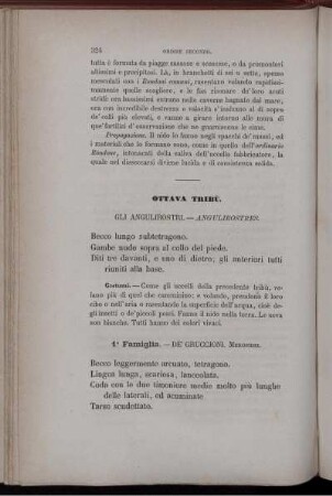 Ottava Tribù. Gli Angulirostri. - Angulirostres.