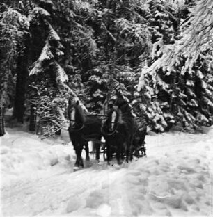 Mit dem Pferdeschlitten im Hochschwarzwald