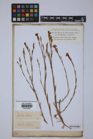 Dianthus deltoides deltoides L.