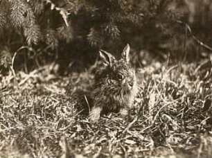 Feldhase (Lepus europaeus), Jungtier