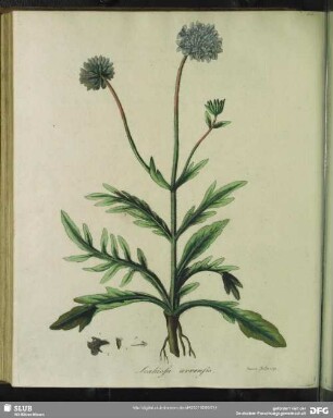Zu Tabula XXXIIII. Scabiosa Arvensis. Ackerskabiose