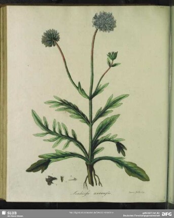 Zu Tabula XXXIIII. Scabiosa Arvensis. Ackerskabiose