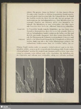 Schilf