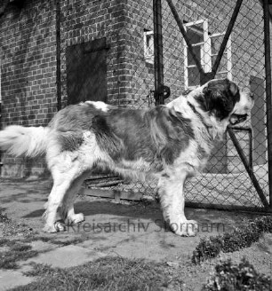 Bernhardinerzucht Heldt: Siegerhund "Astor vom Heldenhof" vor Zaun: hinten Wohnhaus