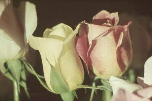Aufgehende Blüten einer gelben und einer lachsfarbenen Rose