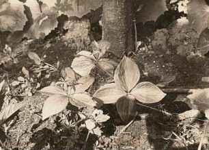 Vierblättrige Einbeere (Paris quadrifolia)