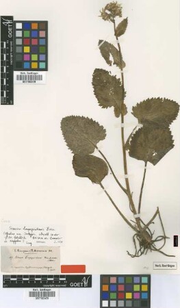 Senecio trapezuntinus Boiss. [isotype]