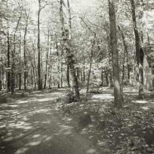 Park, Kolkwitz (Kreis Cottbus)
