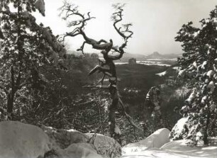 Sächsische Schweiz, Affensteine. Wetterkiefer am Hauptdrilling. Blick zum Falkenstein