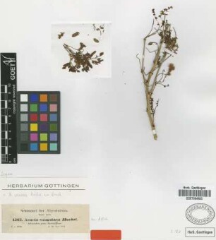 Acacia sanguinea Hochst. ex A.Rich. [type]