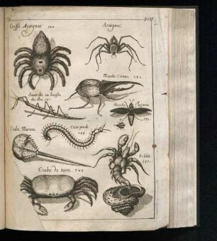 Araigneés et autre insectes