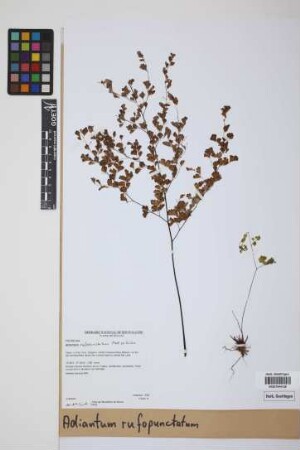 Adiantum rufopunctatum