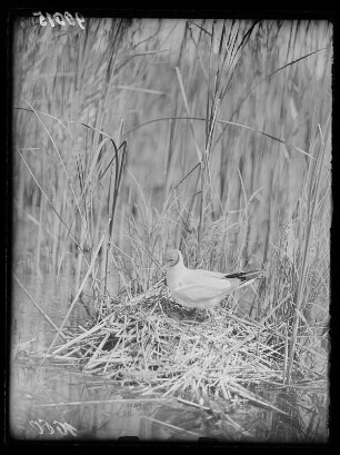 Lachmöwe : Lachmöwe (Chroicocephalus ridibundus Linnaeus) auf dem Nest mit Gelege.