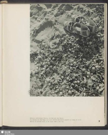 Millionen buntschaliger Muscheln am Spülsaum des Meeres