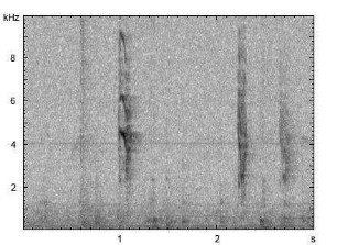 Fitis | Phylloscopus trochilus - atypischer Gesang